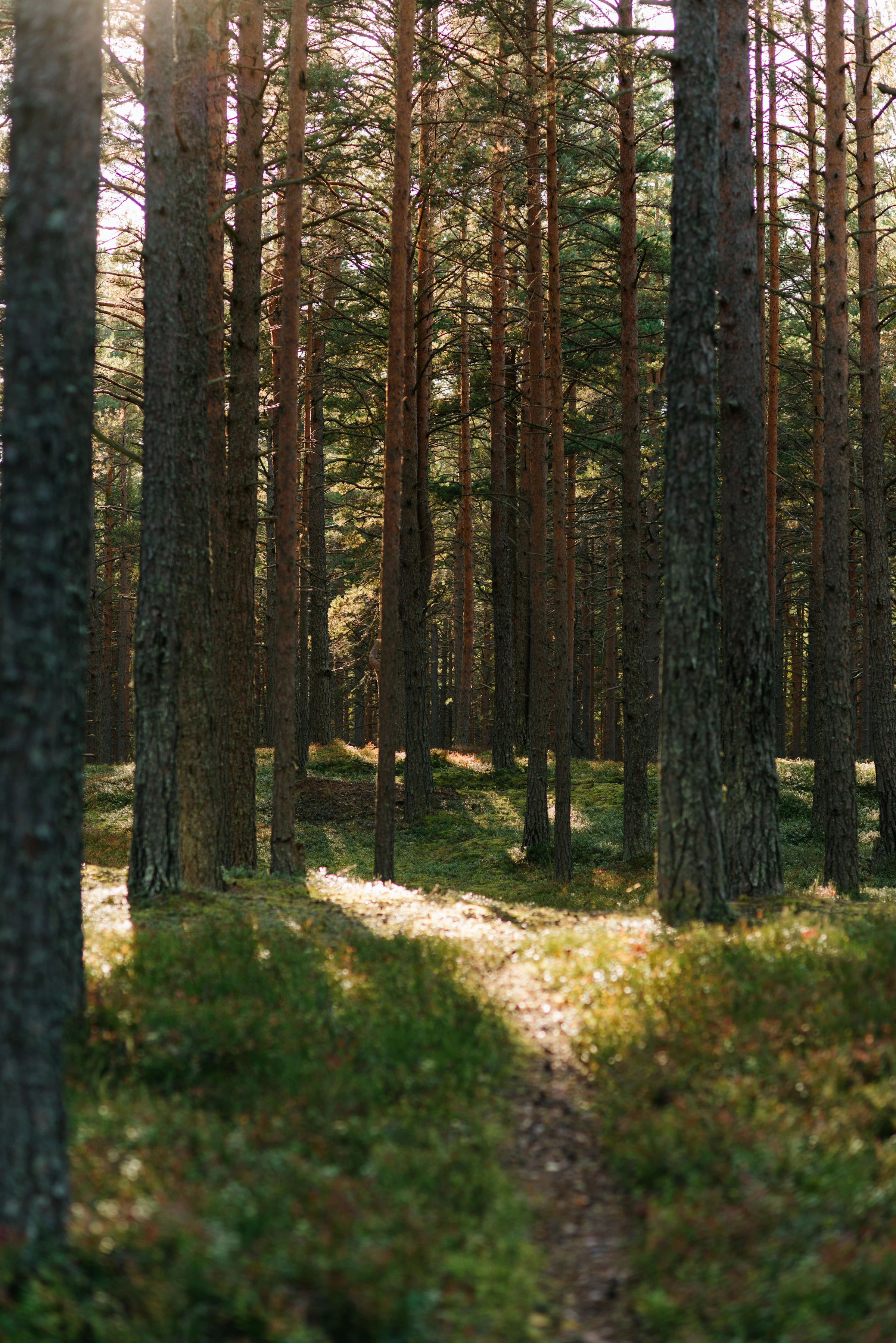 Michail Dementiev_1783002675353_unsplash_id_K5N2JXEVBrY.webp